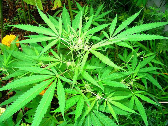 growing hemp for textiles