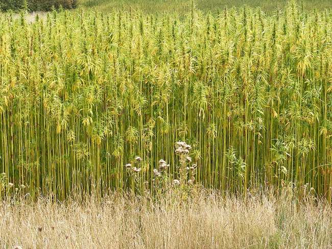 benefits of hemp
