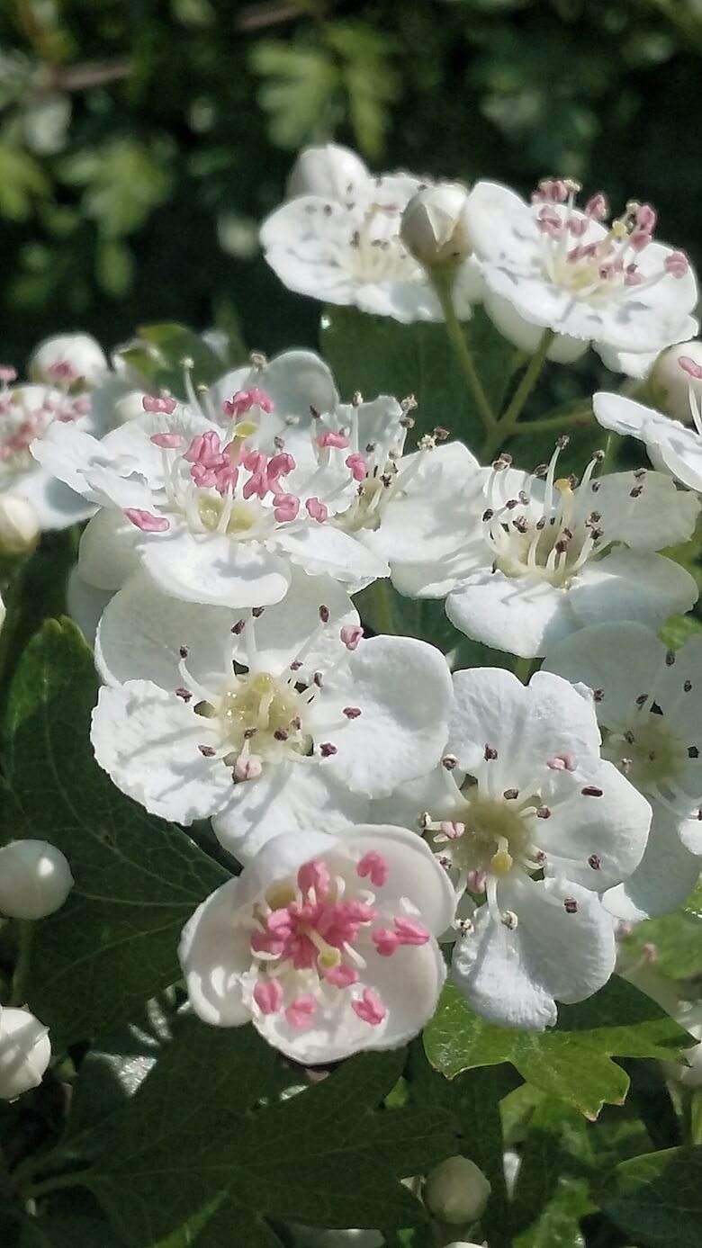 slow living nature cure