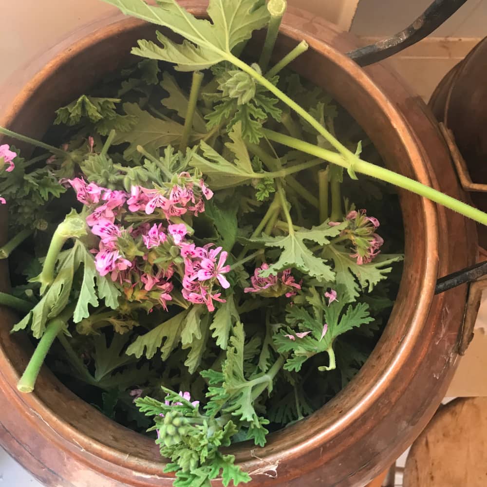 Rose geranium flowers and leaves inside a copper distilling vessel
