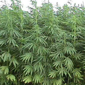 industrial-hemp Hemp Bed Linen and Its Benefits – image 1