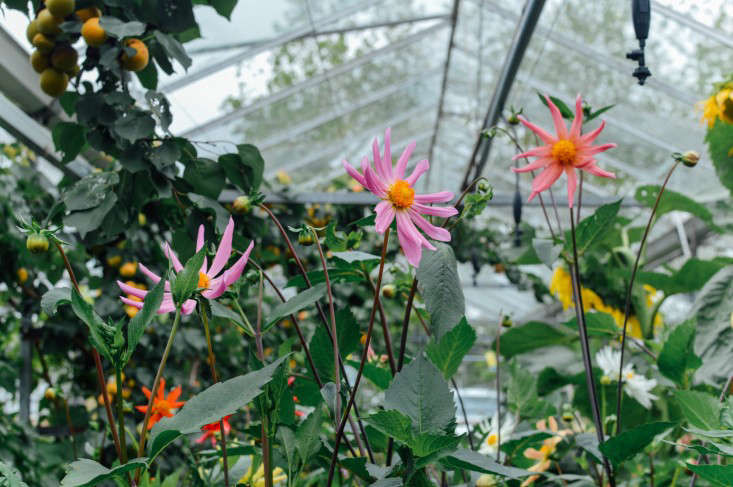 Pink and orange flowers growing inside the Secret Herb Garden glasshouse