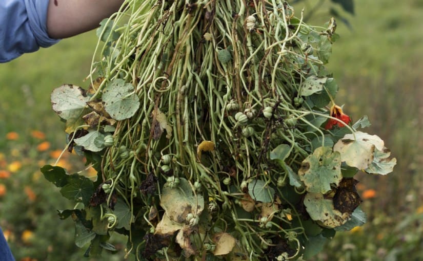 Harvested seed plants gathered in Signe Voltelen’s Copenhagen seed garden