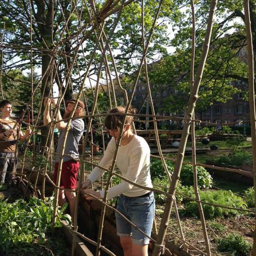 Gardeners tending climbing plants in a Copenhagen community garden