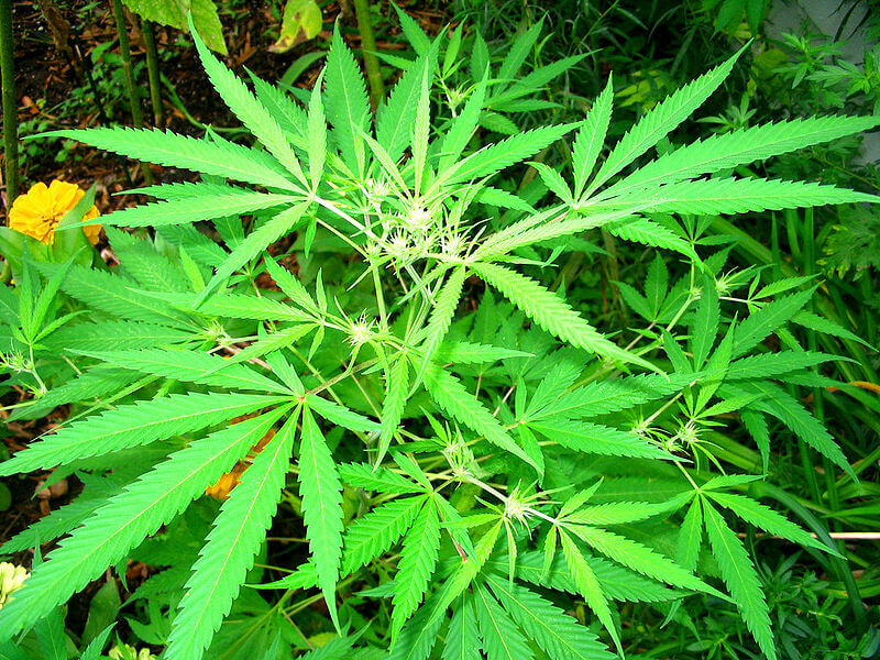growing hemp for textiles