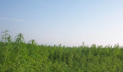Industrial hemp plants used to make natural fabric