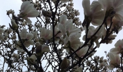 Linen article image for 6 Signs of Spring