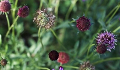 Purple edible flowers growing in Signe Voltelen’s urban garden