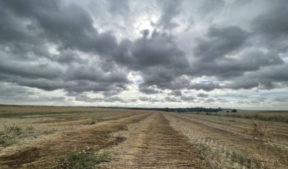 Harvested flax stalks laid across a European field for retting