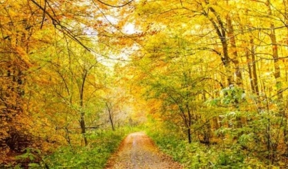 Woodland path surrounded by autumn trees