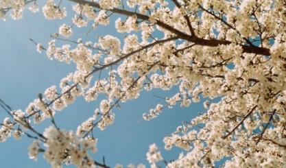 Linen article image for 7 Ways to Celebrate the Coming of Spring