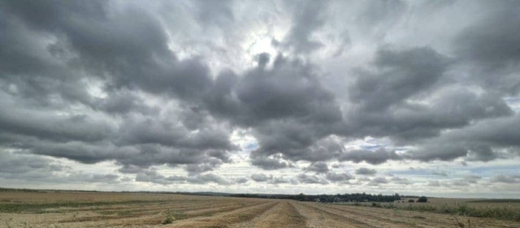 Harvested flax stalks laid across a European field for retting