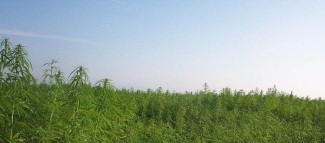 Industrial hemp plants used to make natural fabric