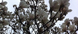 Linen article image for 6 Signs of Spring
