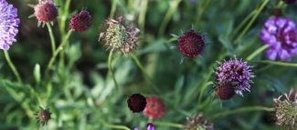 Purple edible flowers growing in Signe Voltelen’s urban garden