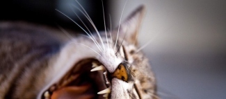 Linen article image for Sleep Tight: 6 Tips that will help you sleep better