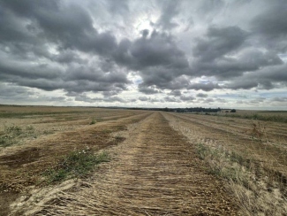 Harvested flax stalks laid across a European field for retting