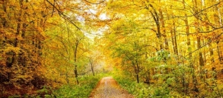 Woodland path surrounded by autumn trees