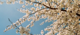 Linen article image for 7 Ways to Celebrate the Coming of Spring